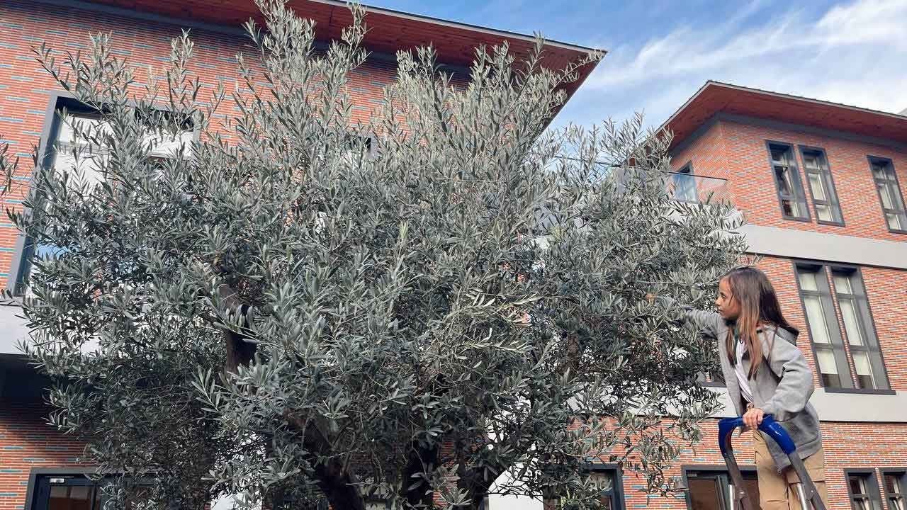 400 Yıllık Zeytin Ağacımız 